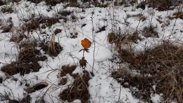 На камнях из снега вырос цветок. смотреть онлайн