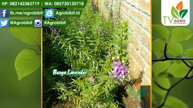 Jual Tanaman Bunga Lavender Ungu Murah смотреть онлайн