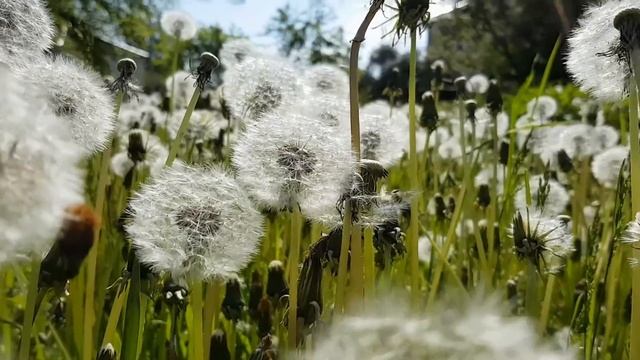 Одуванчики -любимые сорняки/Dandalions-favorite weeds смотреть онлайн