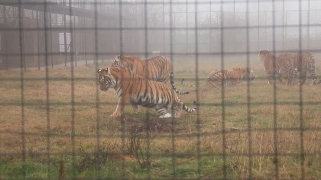 Тигры в декабре.. Мы нашли Нормана и Ханну.. #тайган #крым #тигры #животные смотреть онлайн