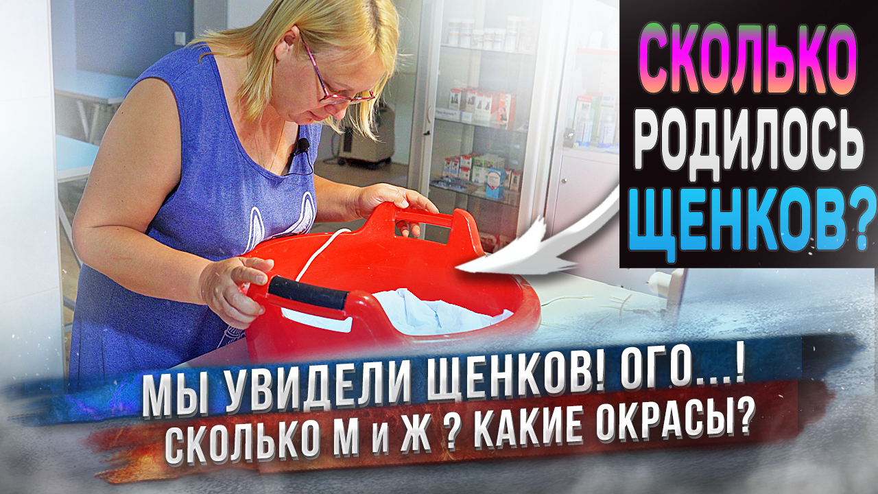 Собака родила! ⚡️ Сколько щенков? Какие они? ♂️♀️ смотреть онлайн