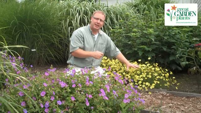 Best Long Blooming Perennial Groundcovers For The Sun Garden смотреть онлайн