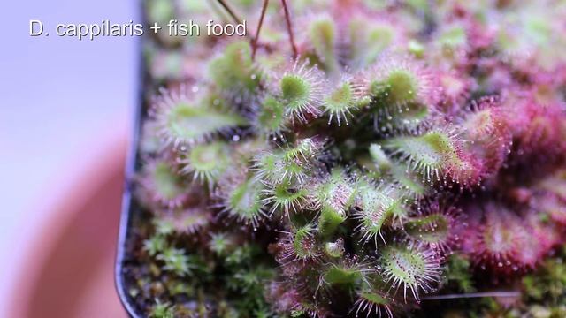 Sundew Drosera capillaris gets fish food timelapse/Zeitraffer Sonnentau D.capillaris смотреть онлайн