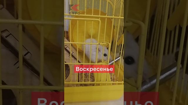 Что может быть лучше пятницы? смотреть онлайн