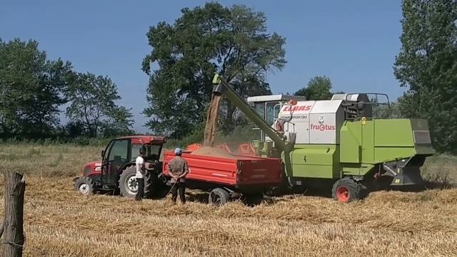 Wheat harvesting (Combine vs tractor) смотреть онлайн