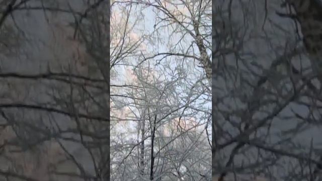 Та же куница #охота #охотник #куница #соболь #зсл смотреть онлайн