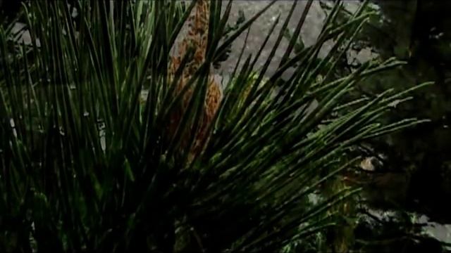 Rain - DCR - SR42 смотреть онлайн