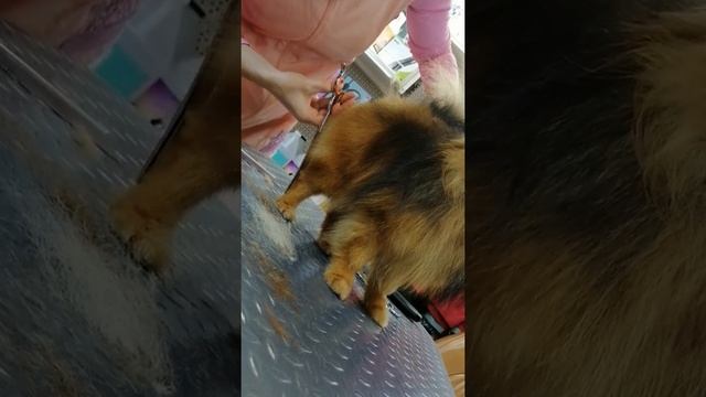 попа шпица смотреть онлайн