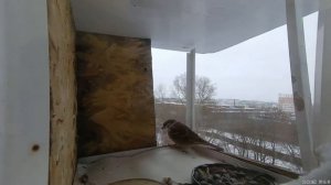 Подкормка птиц зимой