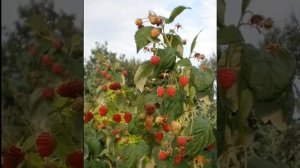 сорт малины Феномен