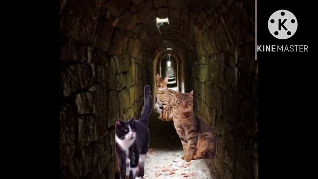 Коты в городе 4 серия (2 часть) (Находка)