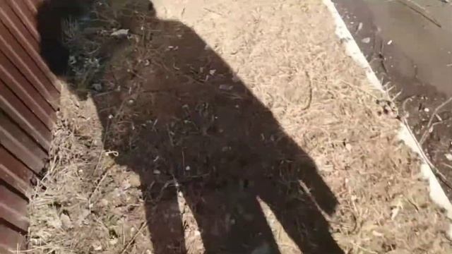 новый влог кибарк убица