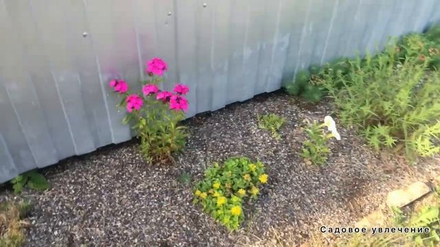 Петунии радуют,несмотря на холодное и дождливое  лето 2022