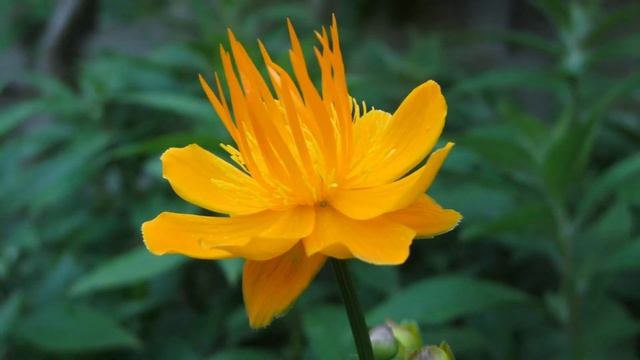 Поздравление Анастасие смотреть онлайн