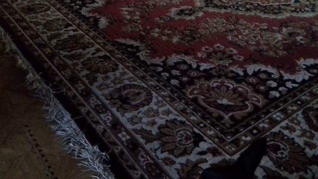 Моя собачка цвергпинчер себя не важно чувствует. Меня зовут Ричард и я карликовый пинчер. смотреть онлайн