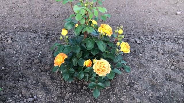 ЧУДО ЦВЕТОК! ОТЛИЧНЫЙ КОМПАНЬОН К РОЗАМ. РОЗЫ. МОИ КРАСОТКИ ЗАЦВЕЛИ! РОЗАРИЙ. НОВЫЕ ИДЕИ И ПЛАНЫ! смотреть онлайн