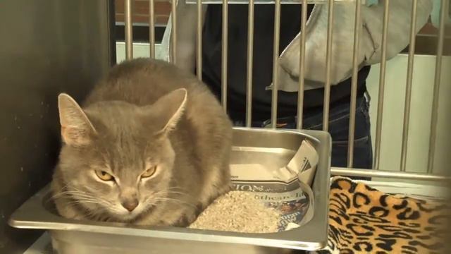 1269361 -Silver and White Tiger Tabby! - Petite Female tiger with exotic and unique markings - lots смотреть онлайн