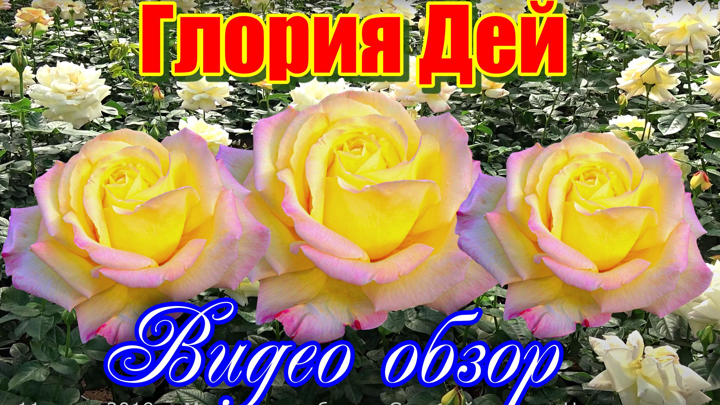 Обзор розы Глория Дей (Чайно гибридная) - Gloria Dei (Meilland, 1945) смотреть онлайн