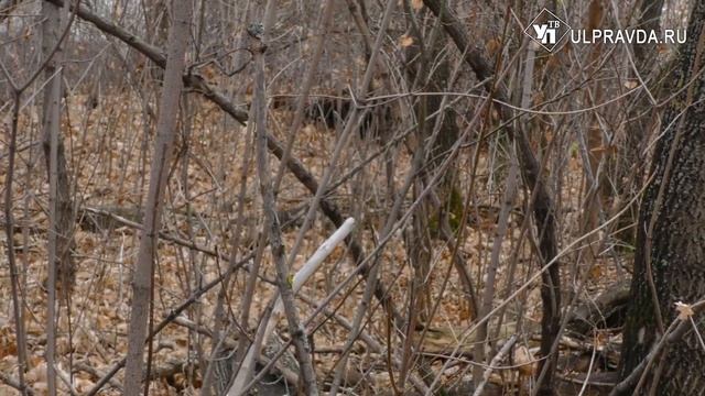 Правда под грифом «секретно». Какие тайны хранит Винновская роща смотреть онлайн