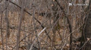 Правда под грифом «секретно». Какие тайны хранит Винновская роща