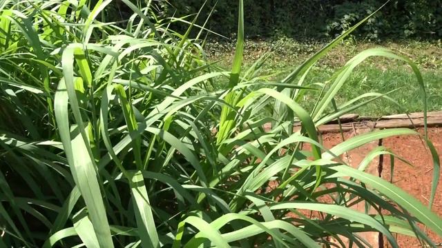 Miscanthus Sacchariflorus (Maxim.) Hack. čes. Ozdobnice Cukrová Angl. Amur Silvergrass