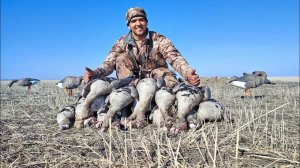 БОМБОВОЕ открытие охоты на гуся | Тысячи гусей и шикарная охота!