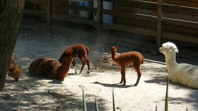 ГЕЛЕНДЖИК 2022. АЛЬПАКА. ЖИВОТНЫЕ САФАРИ-ПАРКА. МАЛЫШИ ЦИТРУС И БРУКЛИН смотреть онлайн
