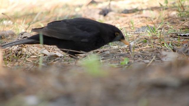Весна началась! - гуляем по краснодарскому дендрарию в последние выходные марта 2021 смотреть онлайн