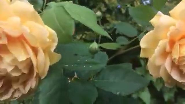 Штамбовая роза Golden Celebration смотреть онлайн