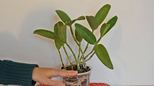 Cattleya Green Emerald Orchid Queen - Eng Sub смотреть онлайн