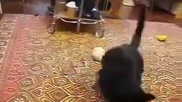 Кот против горностая, прикольное видео, приколы про кошек и собак смотреть онлайн