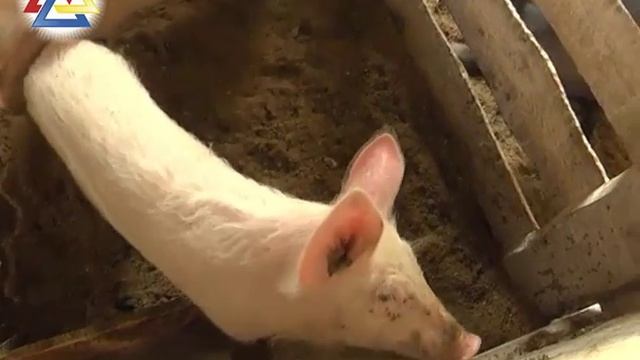 Передача " Земля и люди" на канале ННТВ у нас в гостях! смотреть онлайн