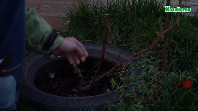 Французский метод обрезки винограда. Формировка Гюйо. смотреть онлайн