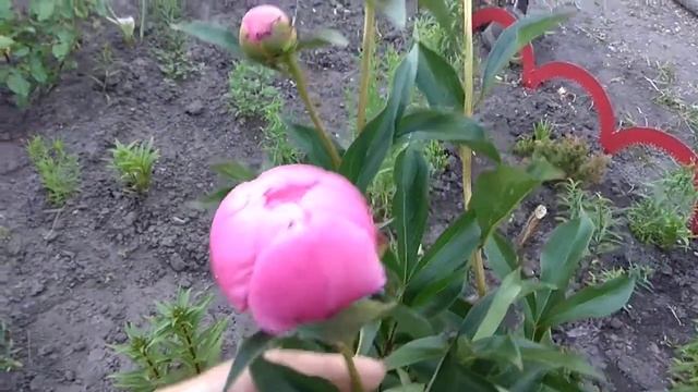 Цветут ирисы (петушки) смотреть онлайн