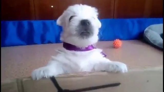 Вест хайленд вайт терьер, щенки на продажу смотреть онлайн