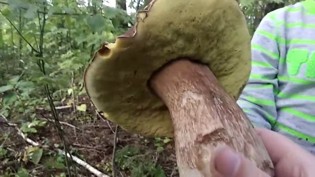 Белый гриб: почти огромный смотреть онлайн