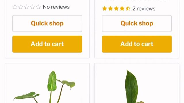 Ecuagenera USA Online Shopping 2022 Alocasias On The Cheap $10