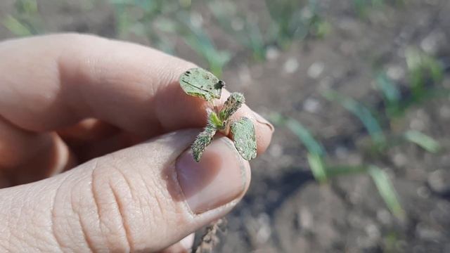 Результаты гербицидной обработки по чесноку смотреть онлайн