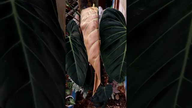 philodendron Melanocrysum🌿🌿 смотреть онлайн