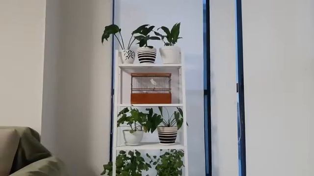 Самец 11 месяцев после паровки... смотреть онлайн