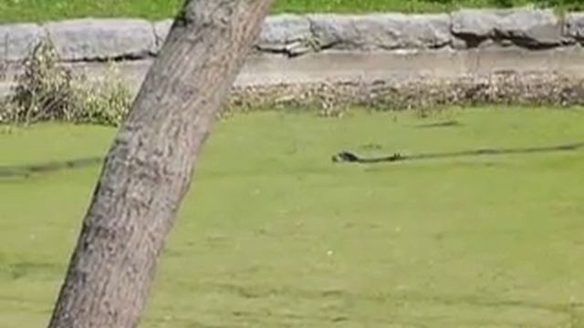 Собака ловит уток в Александровском парке