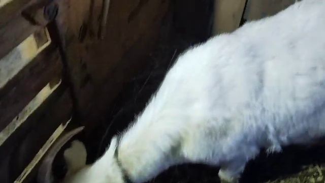 Что давать козам на обед. смотреть онлайн