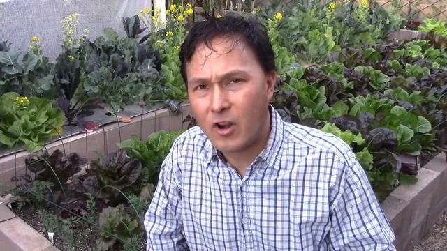 My Thoughts on Protein, Omega 3's and DHA on a Raw Vegan Diet смотреть онлайн