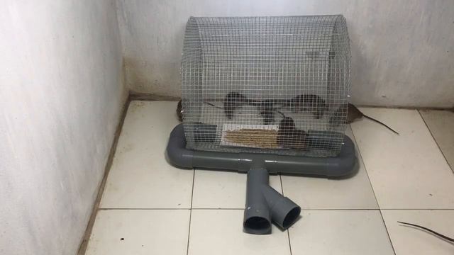 Мышеловка 2020 / Мышеловка Самодельная /Мышеловка ловит много крыс смотреть онлайн