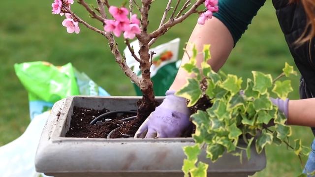 Planting a Miniature Peach Tree! ??// Garden Answer смотреть онлайн