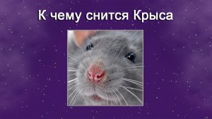 К чему снится крыса (Сонник)