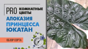 Алоказия Принцесса Юкатан - обзор фееричного сорта алоказии, который не оставит вас равнодушным