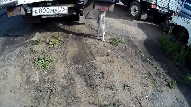 Кот АвтоЭлектрик смотреть онлайн