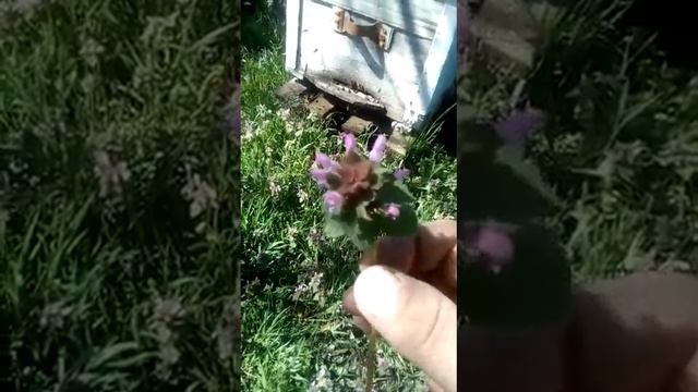 яснотка пурпурная смотреть онлайн