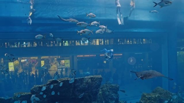 Mermaid Show in Dubai Mall Aquarium 2021